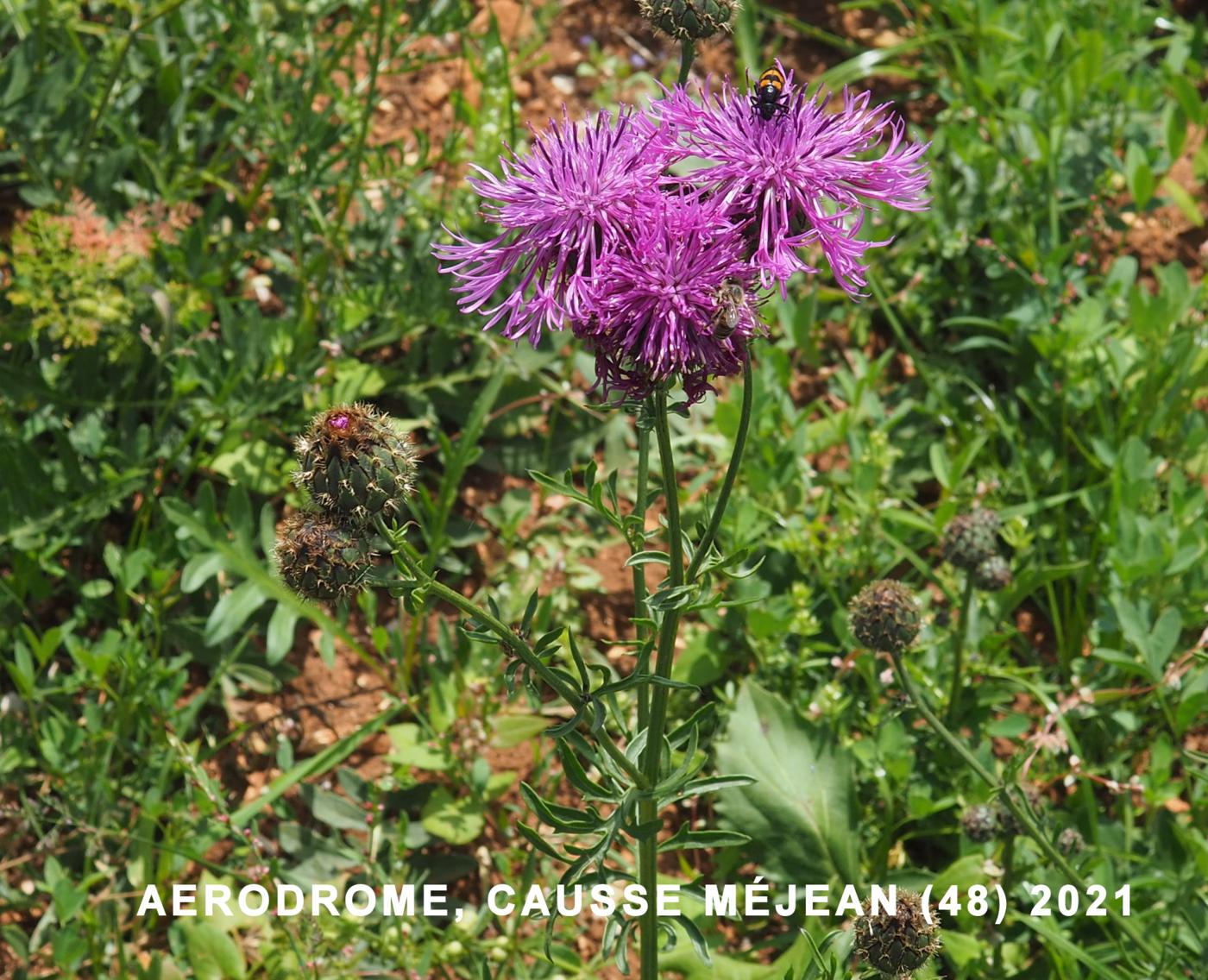 Knapweed, Greater plant